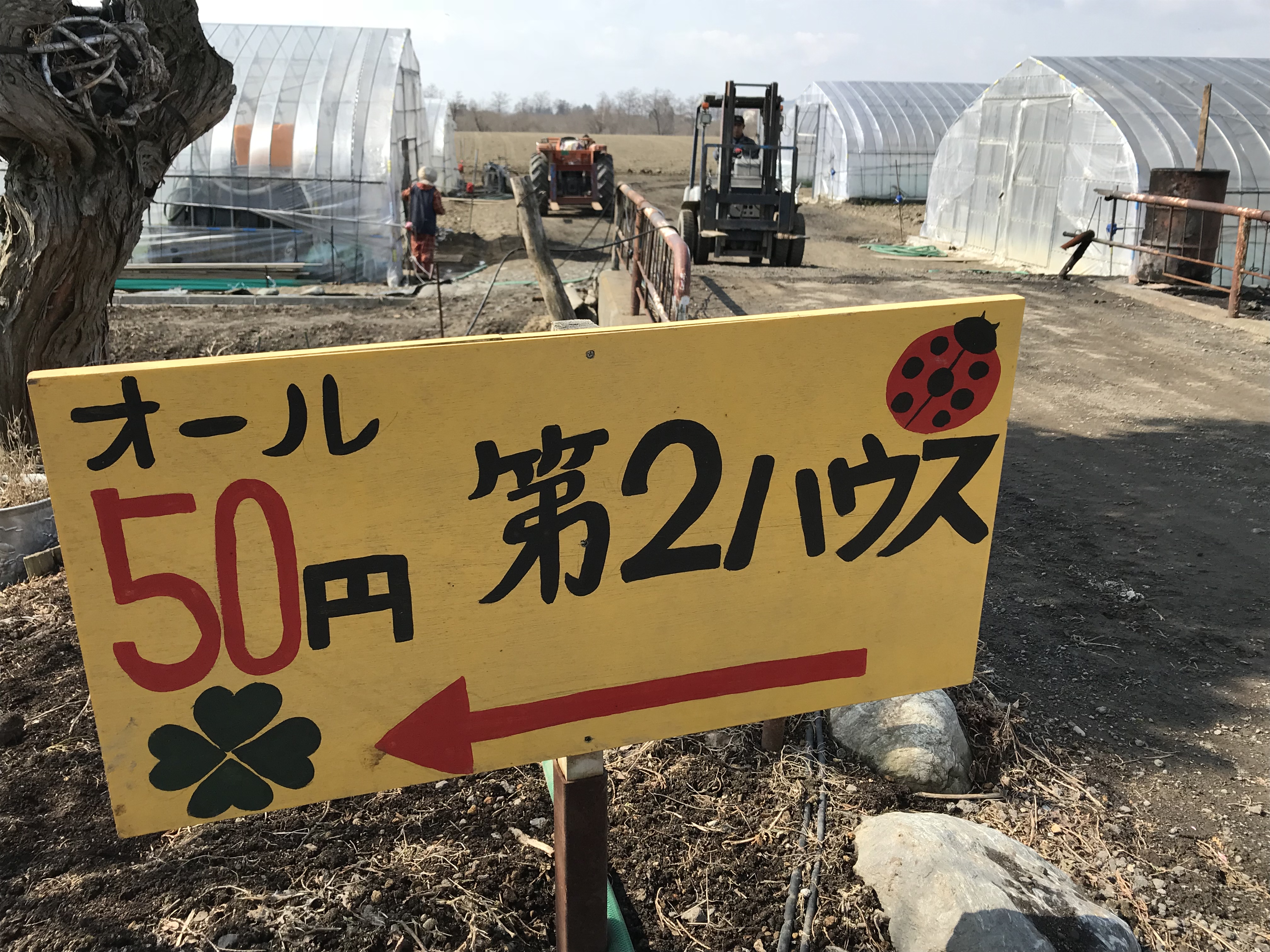 お花の直売所は6月上旬いっぱいまでの営業です♪ - 井澤農園 #北海道栗山町